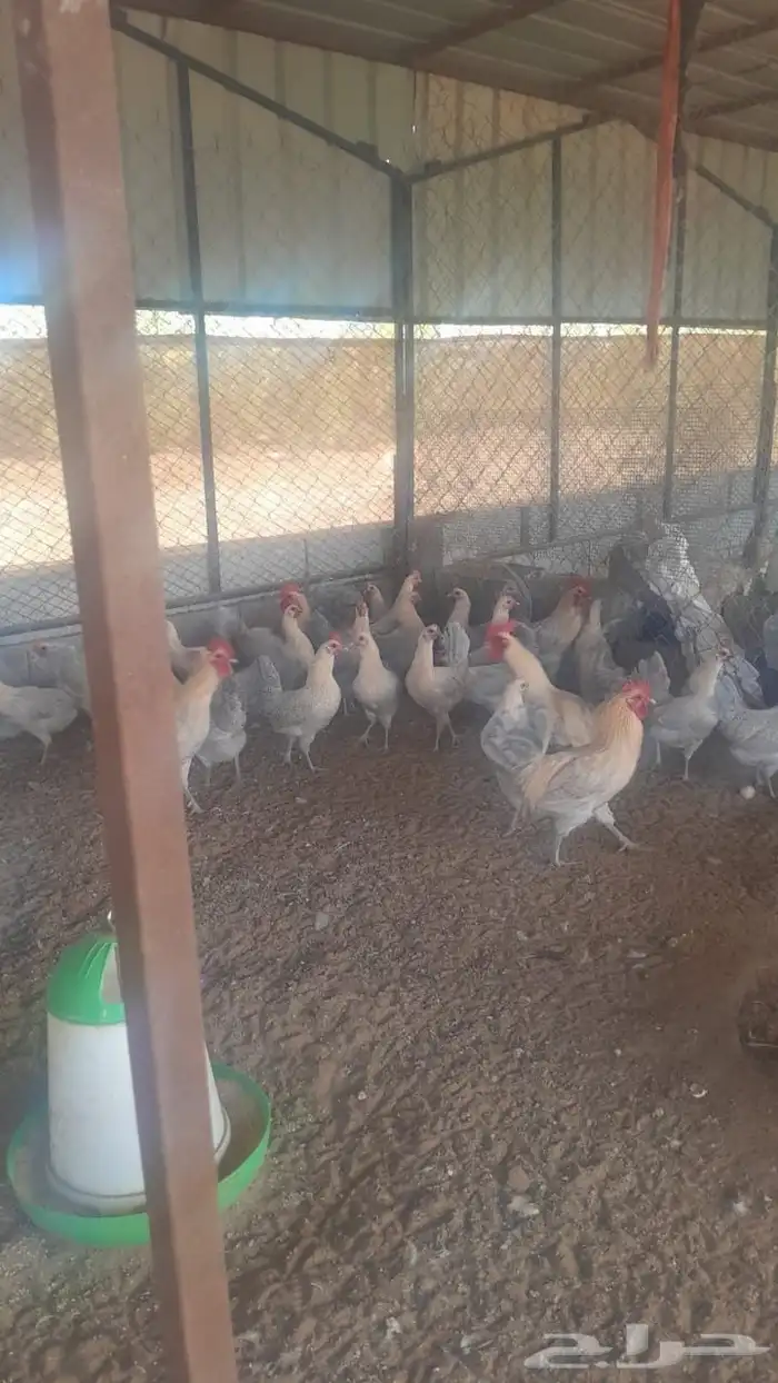 بيض دجاج فيومي سوبر قولد 0
