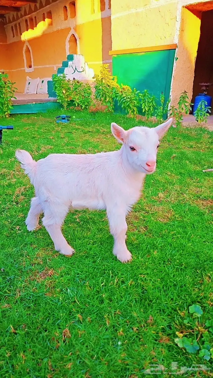 ماعز القزم ( تم البيع ) الله يبارك 0