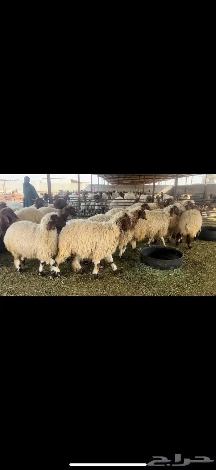 جذعات نعيم مقاني 3