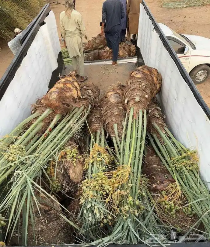 نخيل مثمر طالع من القصيم بتجاه الجنوب 1