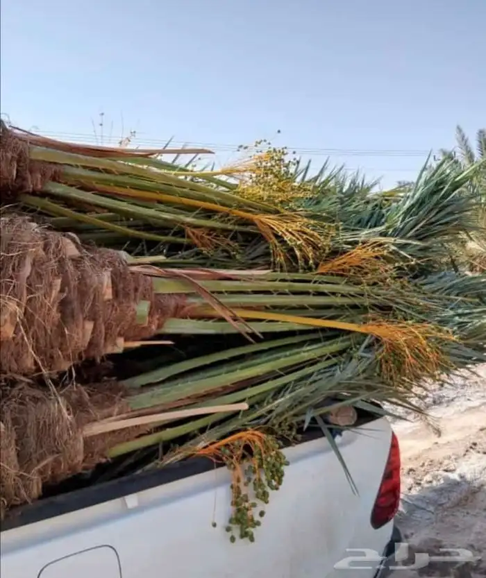 نخيل مثمر طالع من القصيم بتجاه الجنوب 9