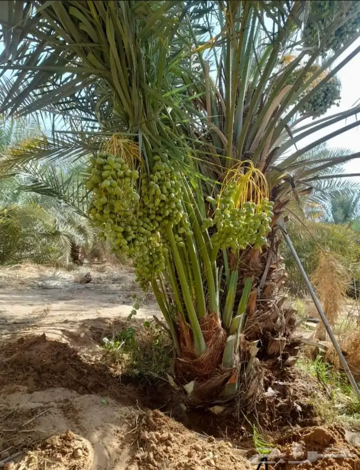 نخيل مثمر طالع من القصيم بتجاه الجنوب 10