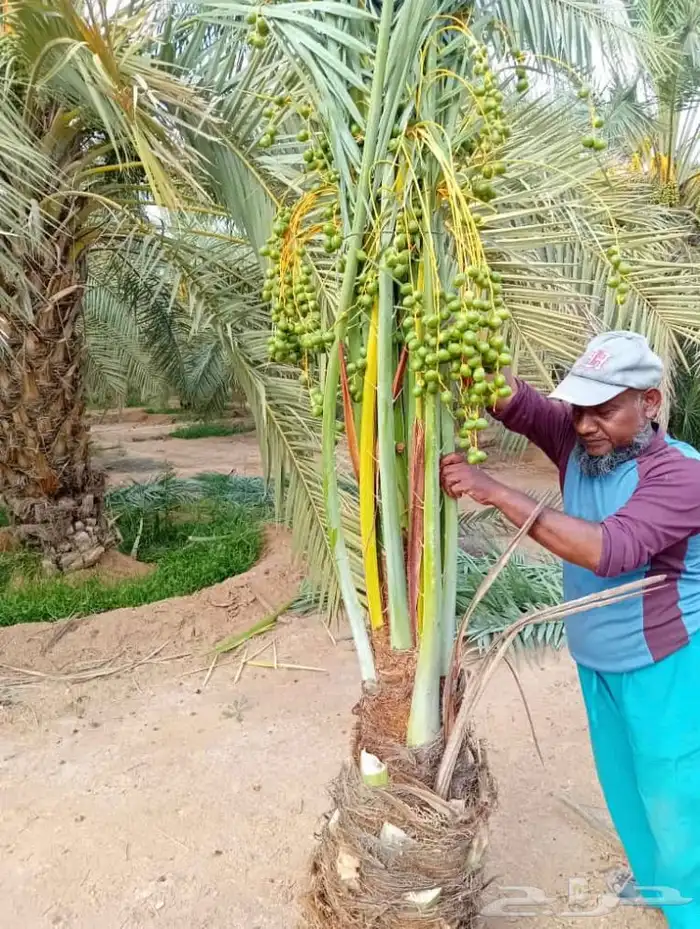 نخيل مثمر طالع من القصيم بتجاه الجنوب 11