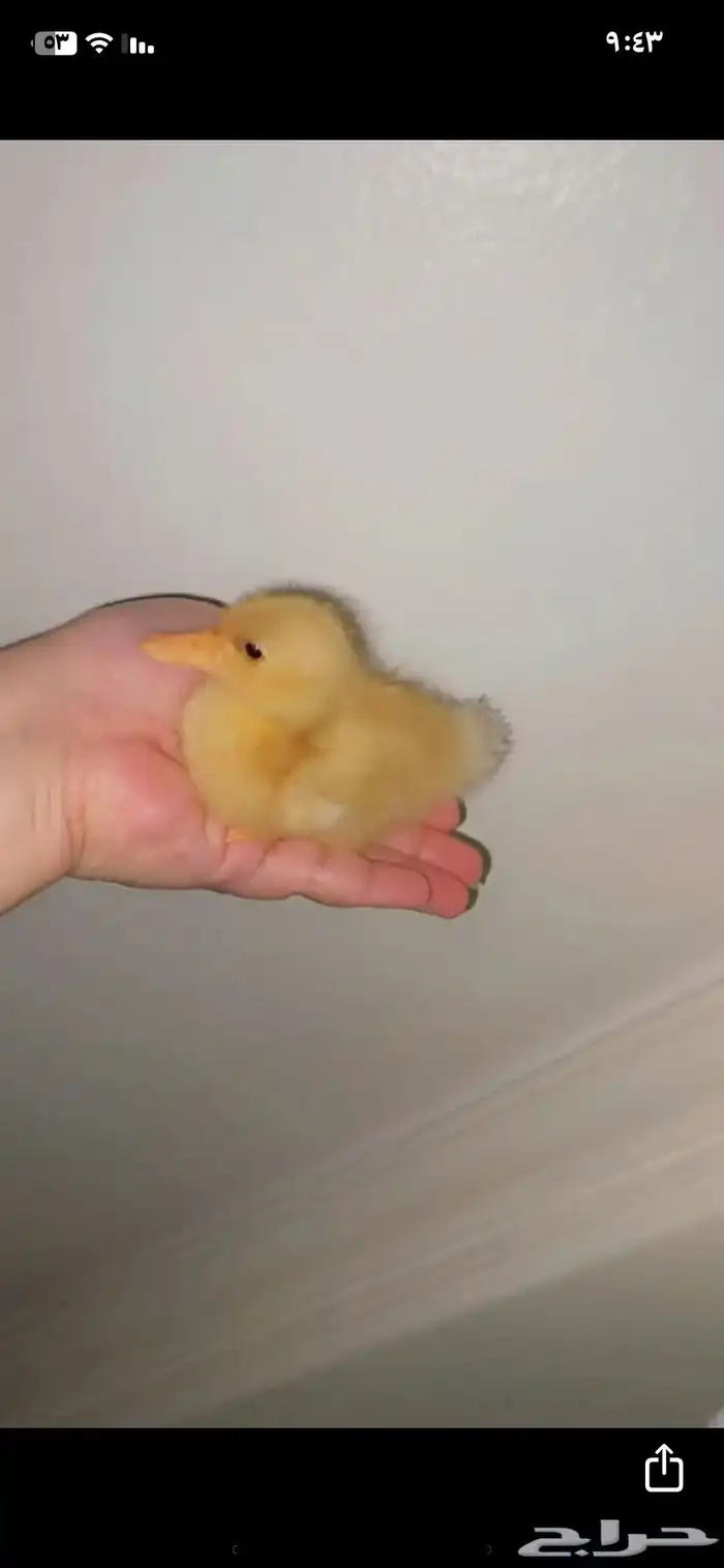 صوص بط بكيني للبيع جميع الاعمار للبيع 0