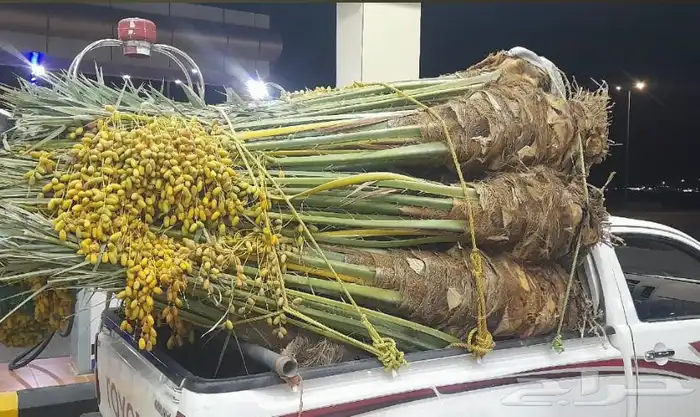 نخيل مثمر طالع من القصيم بتجاه الجنوب 8