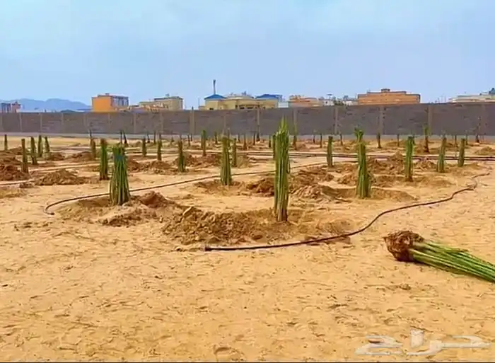 نخيل مثمر طالع من القصيم بتجاه الجنوب 7