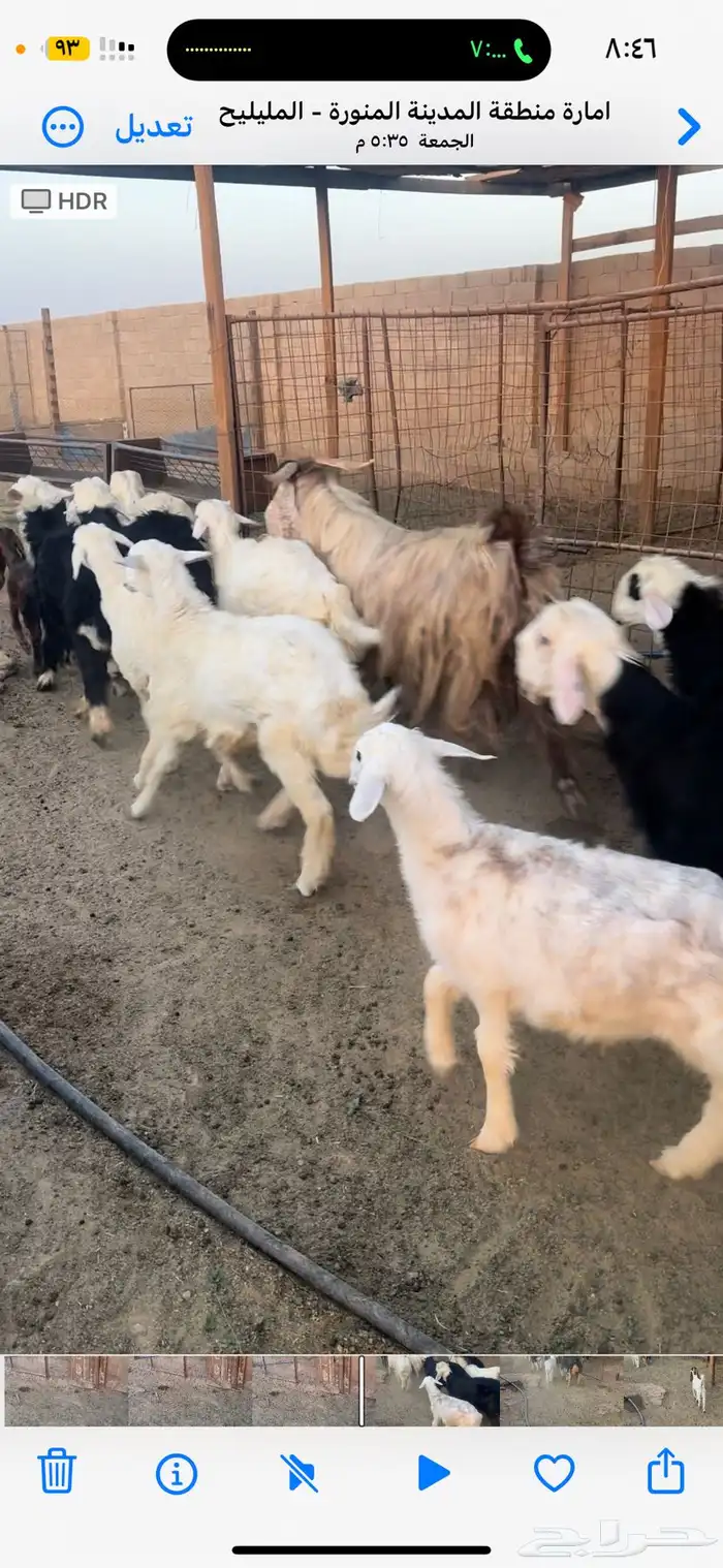 حريات العدد حول 7 طيبه العمر جدعان 2