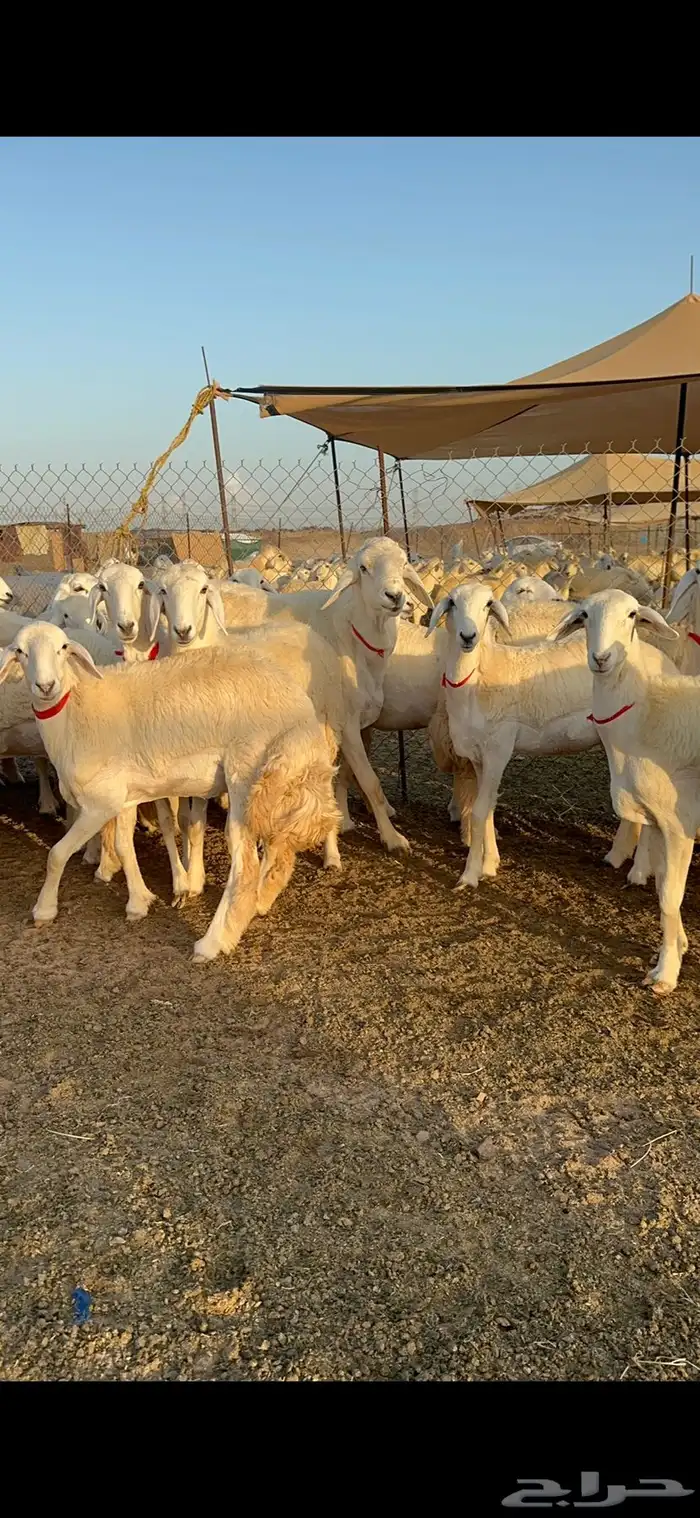 غنم رخال صنف الصنف من رخال الراجحي 71 5