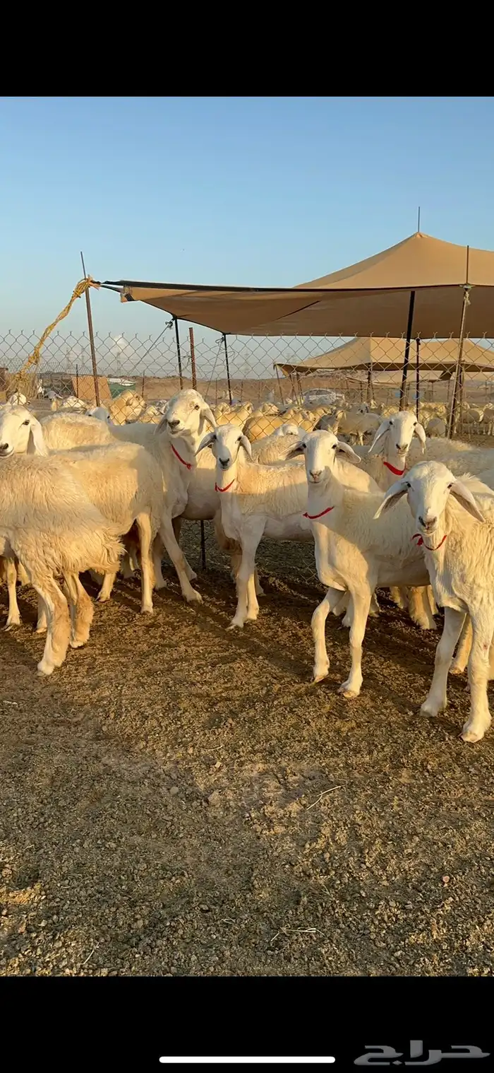 غنم رخال صنف الصنف من رخال الراجحي 71 4