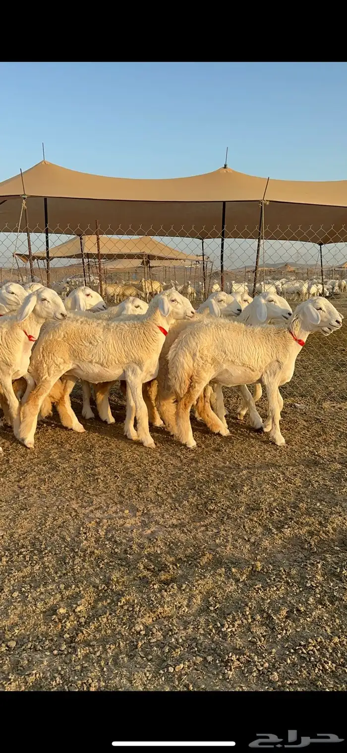 غنم رخال صنف الصنف من رخال الراجحي 71 0