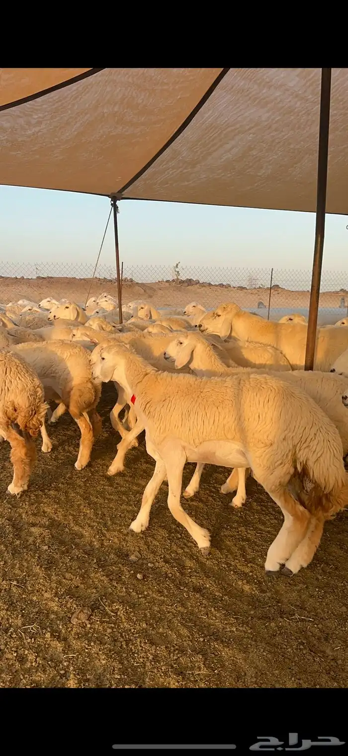 غنم رخال صنف الصنف من رخال الراجحي 71 28
