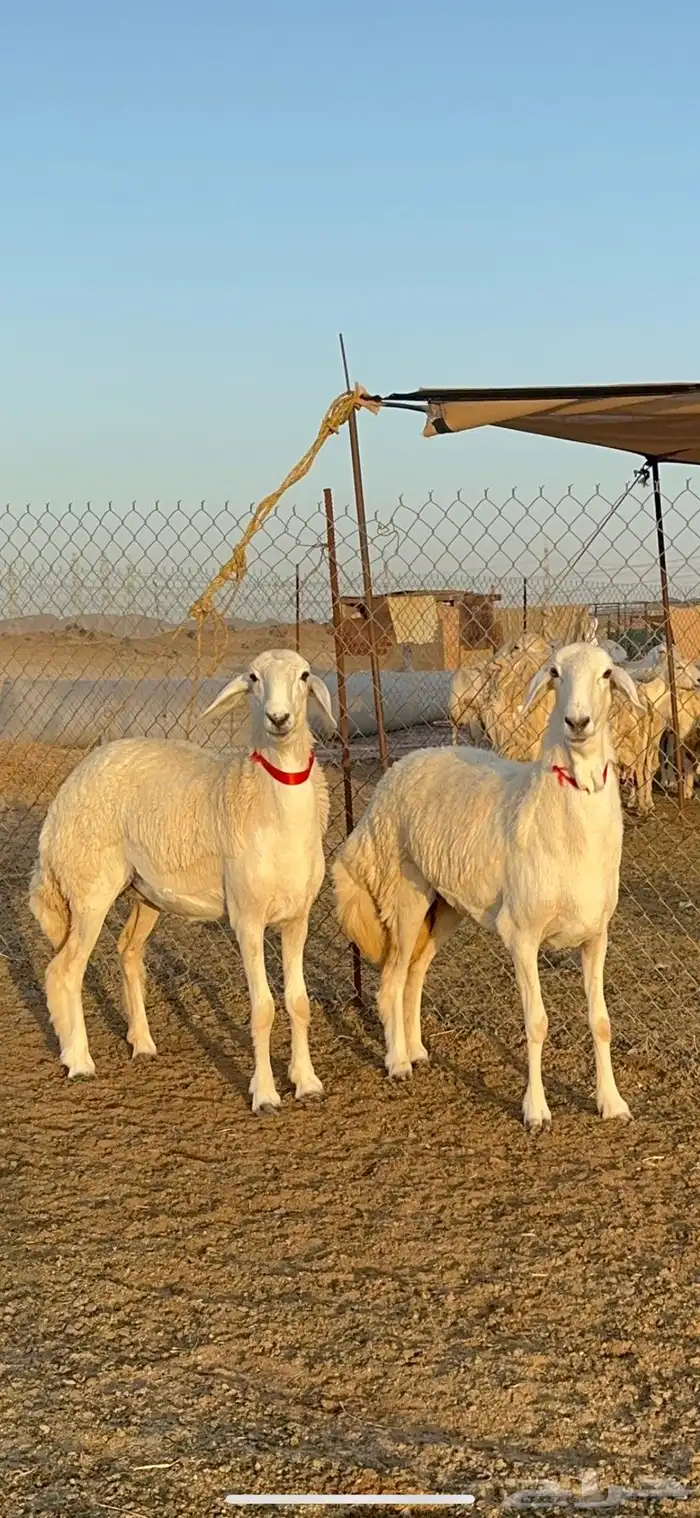 غنم رخال صنف الصنف من رخال الراجحي 71 7