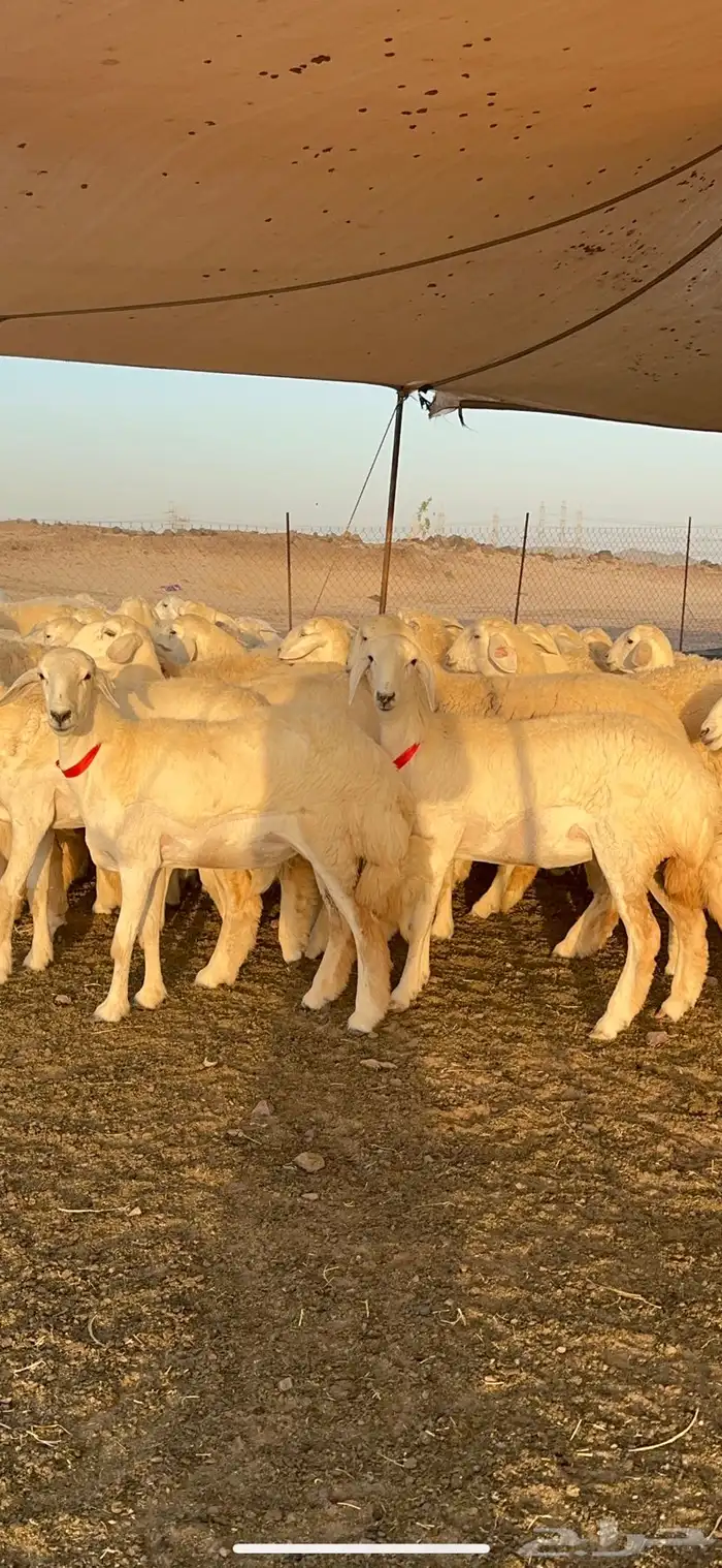 غنم رخال صنف الصنف من رخال الراجحي 71 13