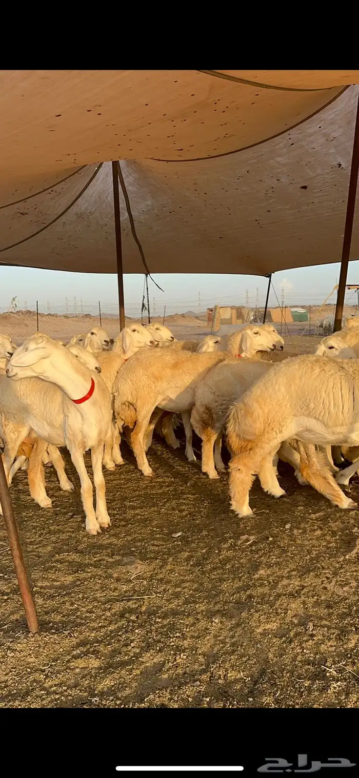 غنم رخال صنف الصنف من رخال الراجحي 71 9