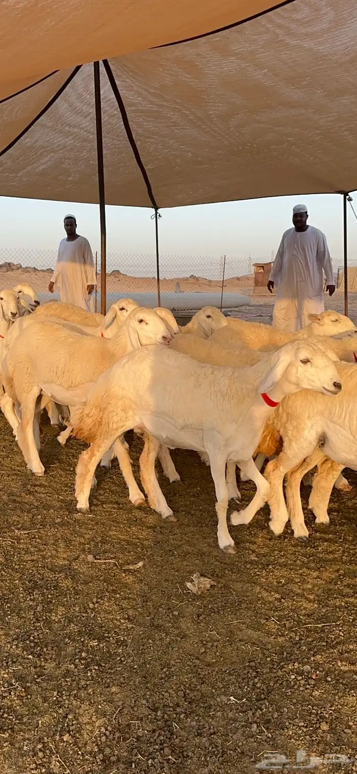 غنم رخال صنف الصنف من رخال الراجحي 71 24