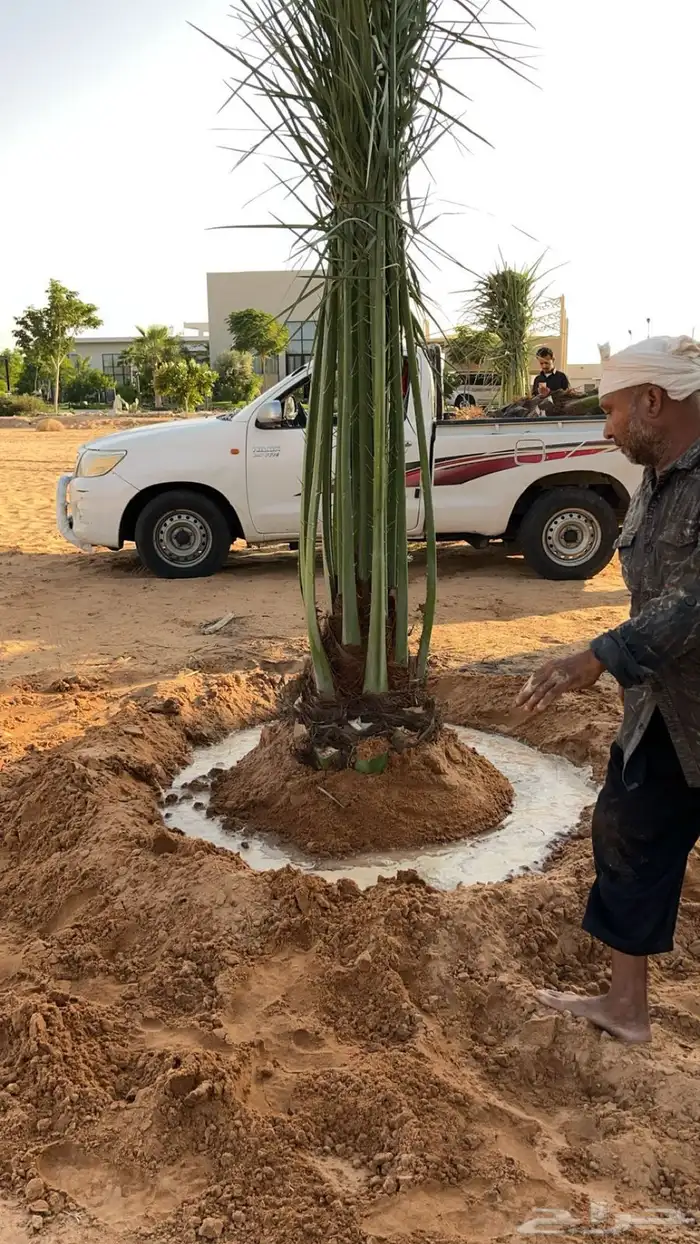 نخيل مثمر طالع من القصيم بتجاه الجنوب 2