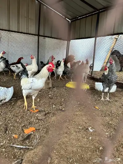 دجاج واديوك بلديه للبيع 0