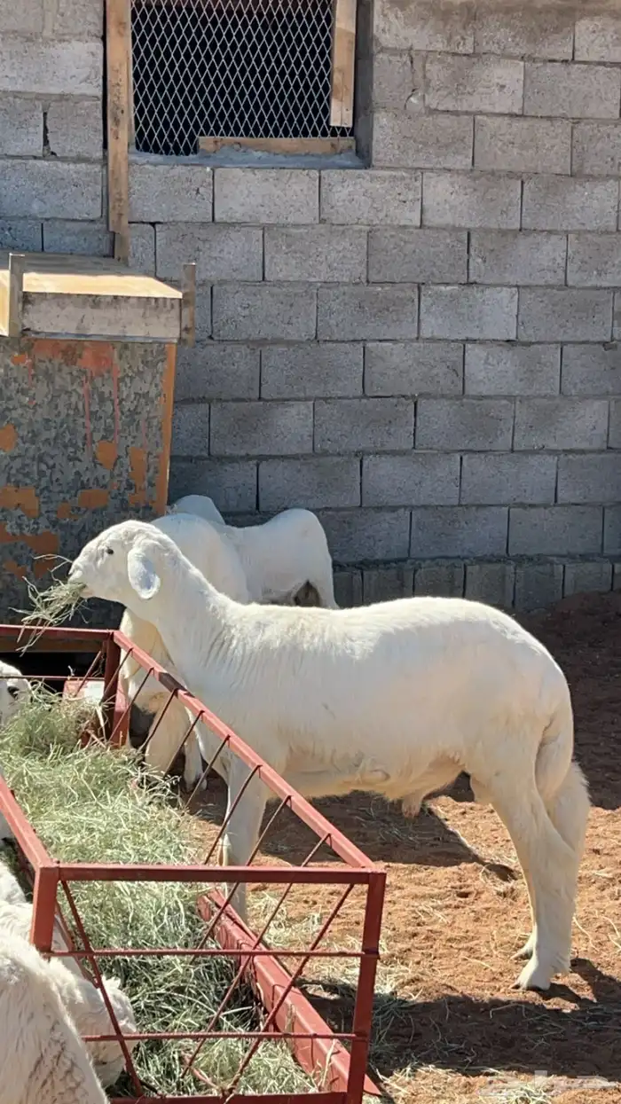 ذبايح مع السلخ والتوصيل 0