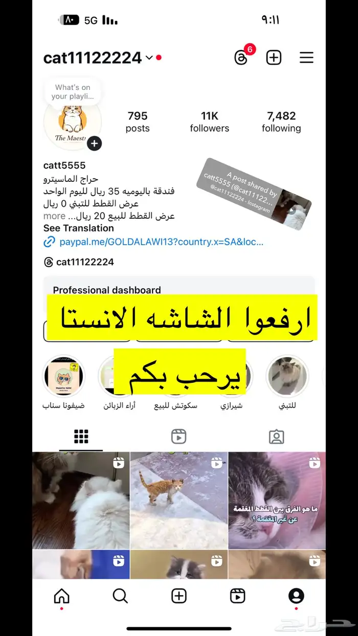 نعرض قططك عندنا ب اسعار رمزيه للغايه 3
