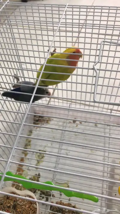 جوز روز منتج 0