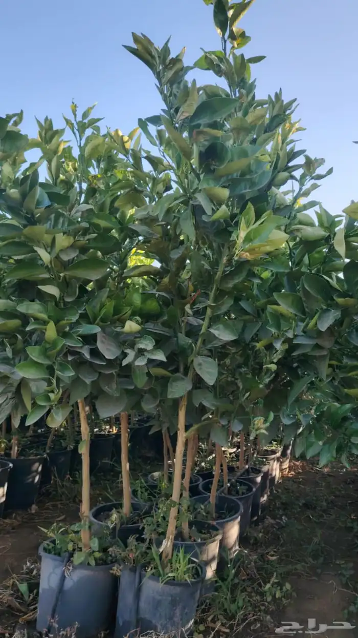 نخيل واشجار مثمره 6