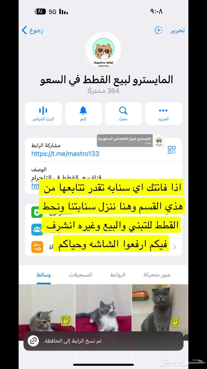 نعرض قططك عندنا ب اسعار رمزيه للغايه 0