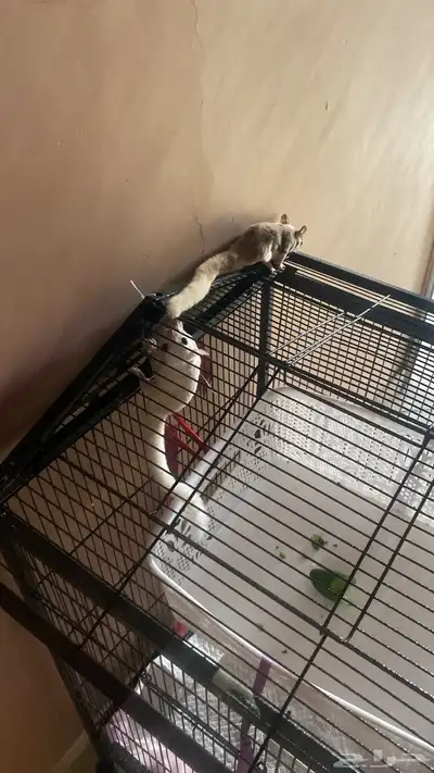 سناجب شوقر قلايدر 8