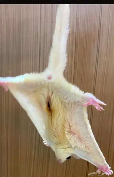 سناجب شوقر قلايدر 9