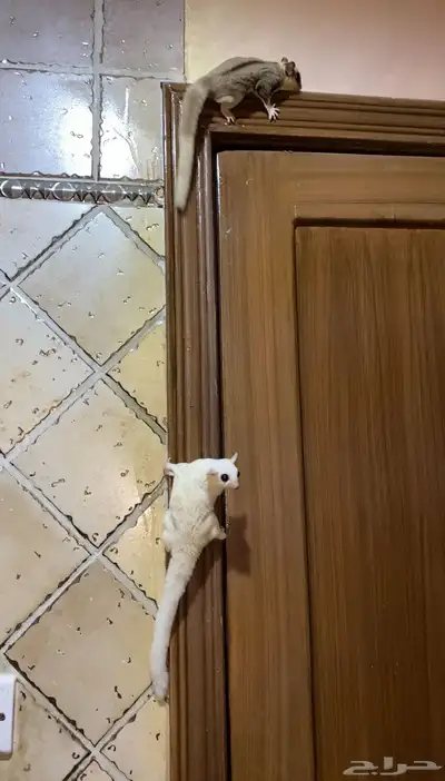 سناجب شوقر قلايدر 5