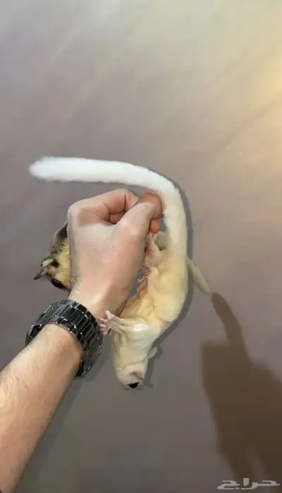 سناجب شوقر قلايدر 3