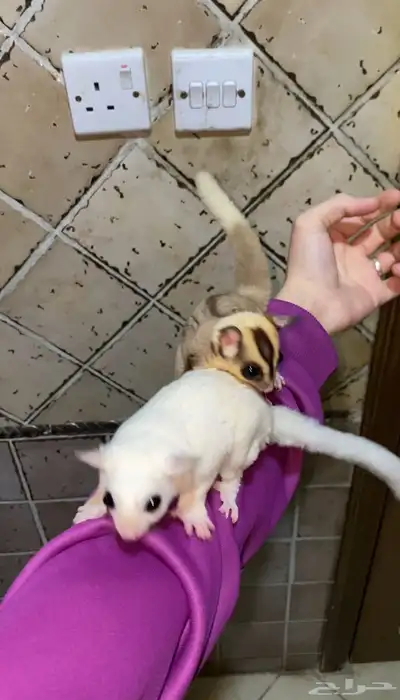 سناجب شوقر قلايدر 4