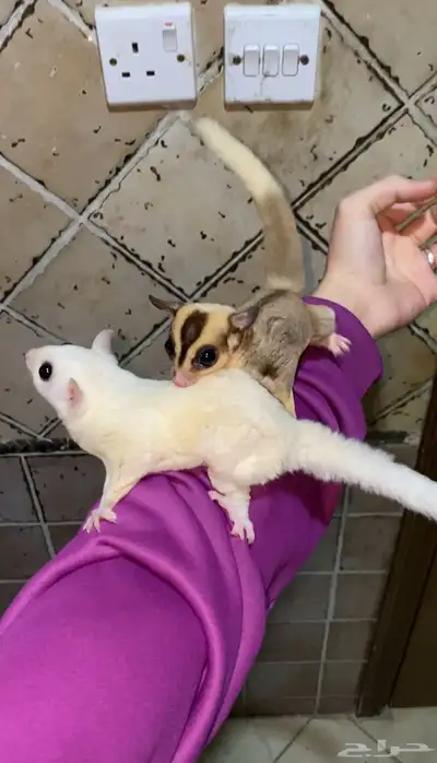 سناجب شوقر قلايدر 2