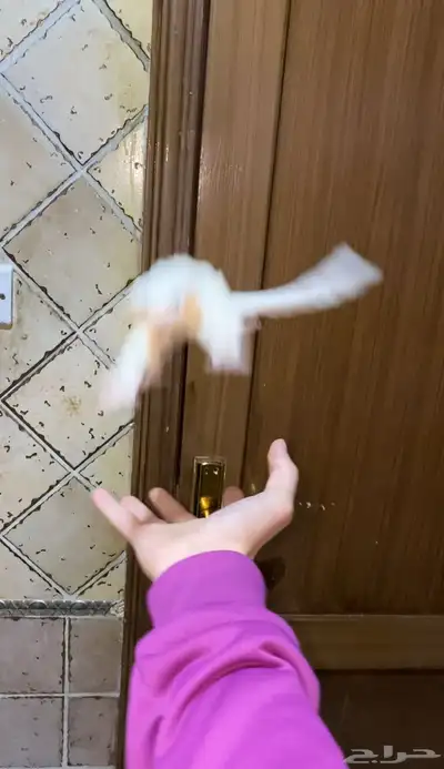 سناجب شوقر قلايدر 6