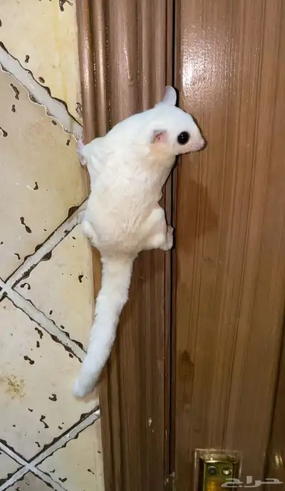 سناجب شوقر قلايدر 1