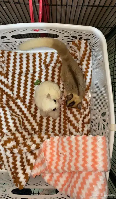 سناجب شوقر قلايدر 7