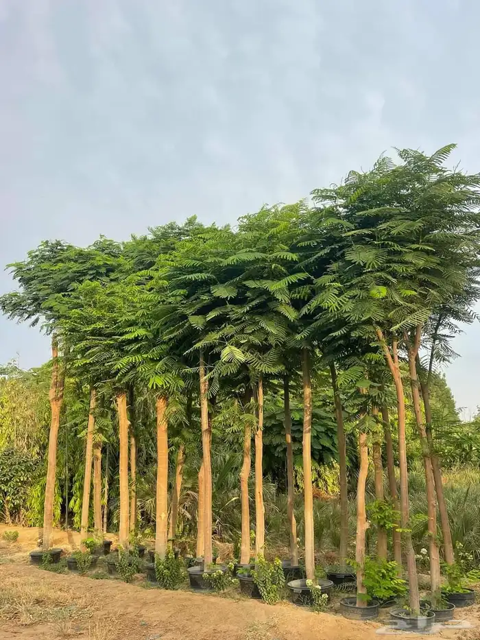 مشاتل اللمسه الخضراء 0