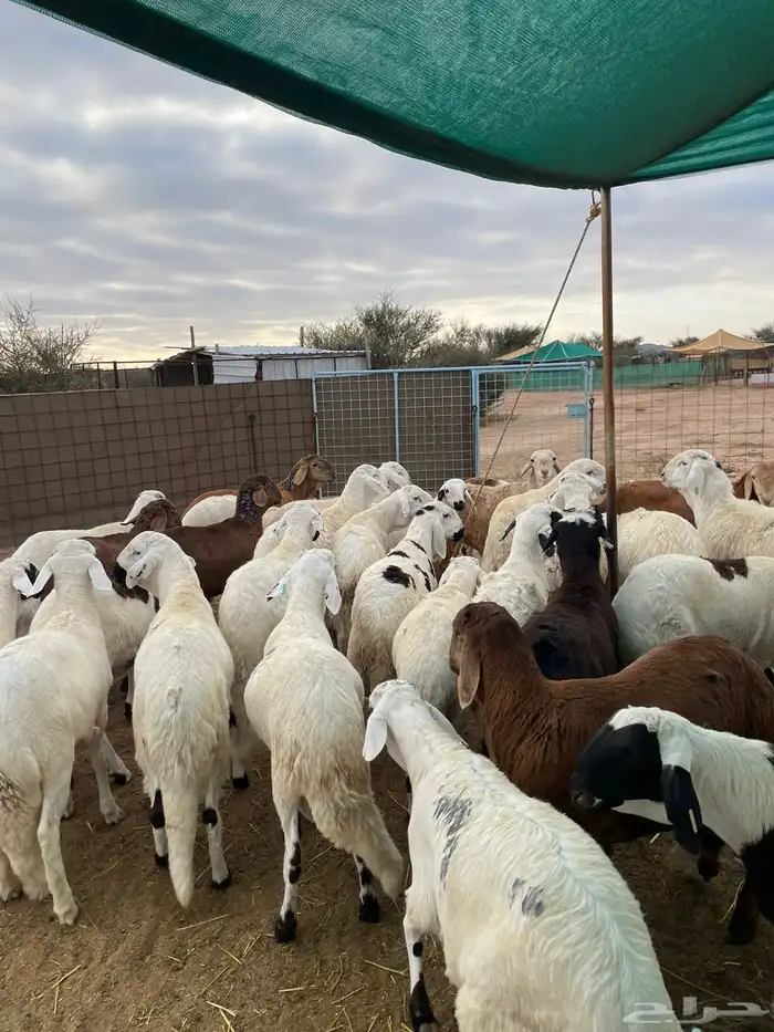 سواكن مرابي ابيض. 3