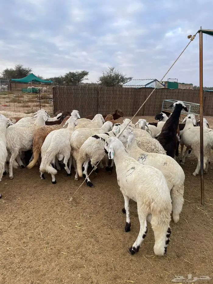 سواكن مرابي ابيض. 2