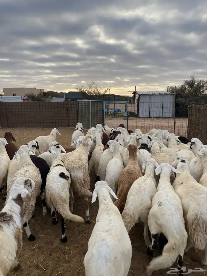 سواكن مرابي ابيض. 6