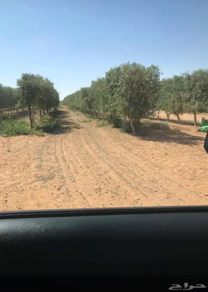 نخيل واشجار مثمره 50