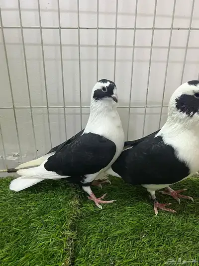 حمام شامي بربريسي 6