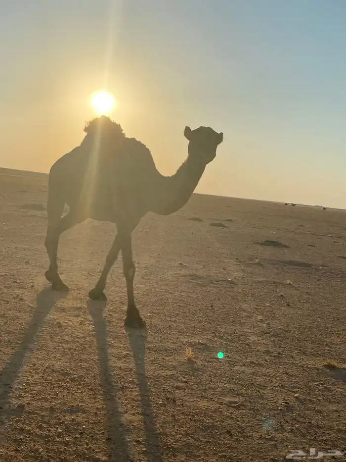 ناقة صفراء لبيع 2