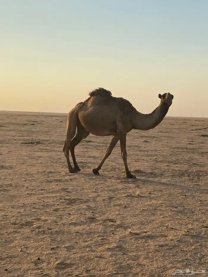 ناقة صفراء لبيع 13