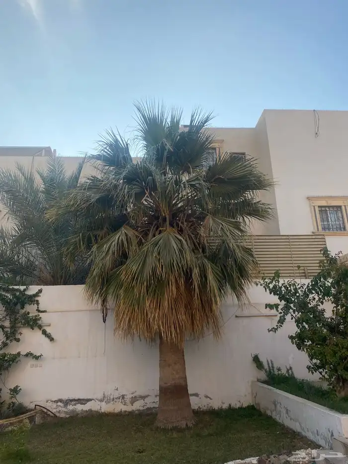 نخله وشوطنيه للبيع 0