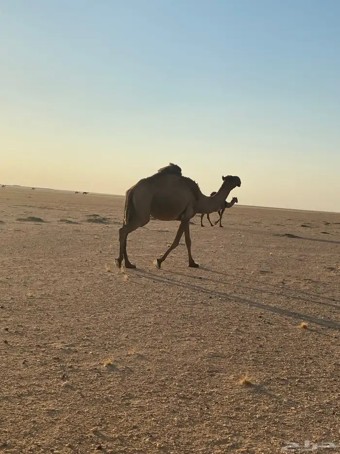 ناقة صفراء لبيع 1