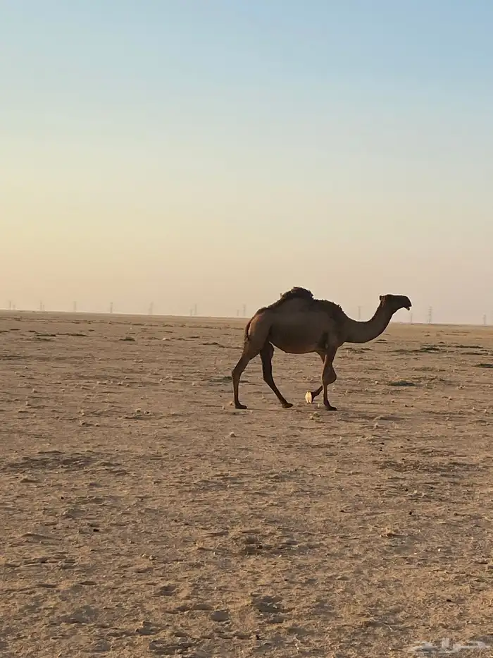 ناقة صفراء لبيع 10