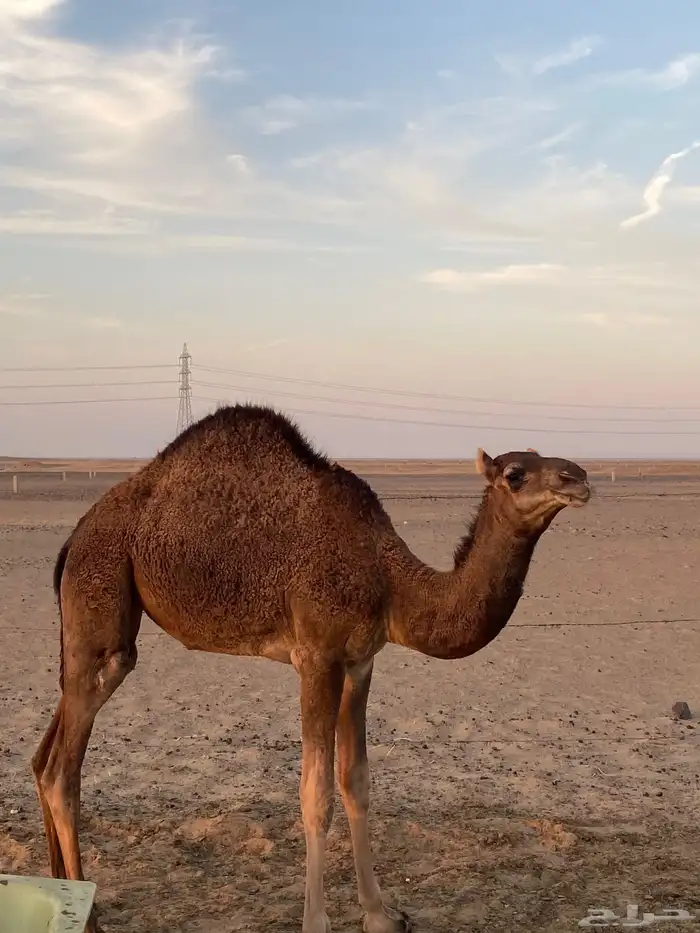 بكره فل شحم على حليب إلى الان تم بيع 4