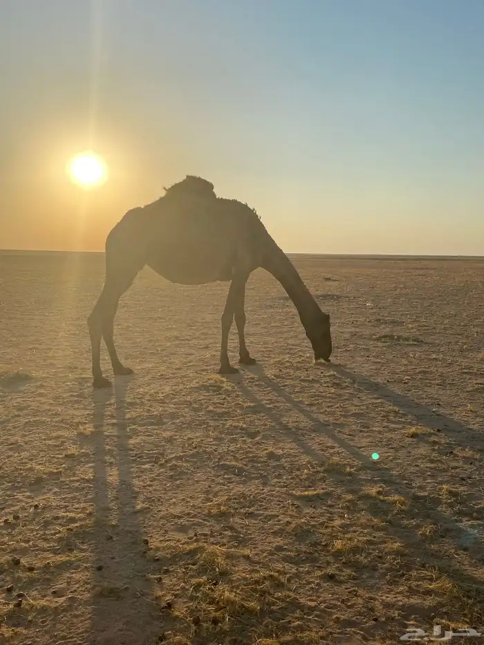 ناقة صفراء لبيع 5