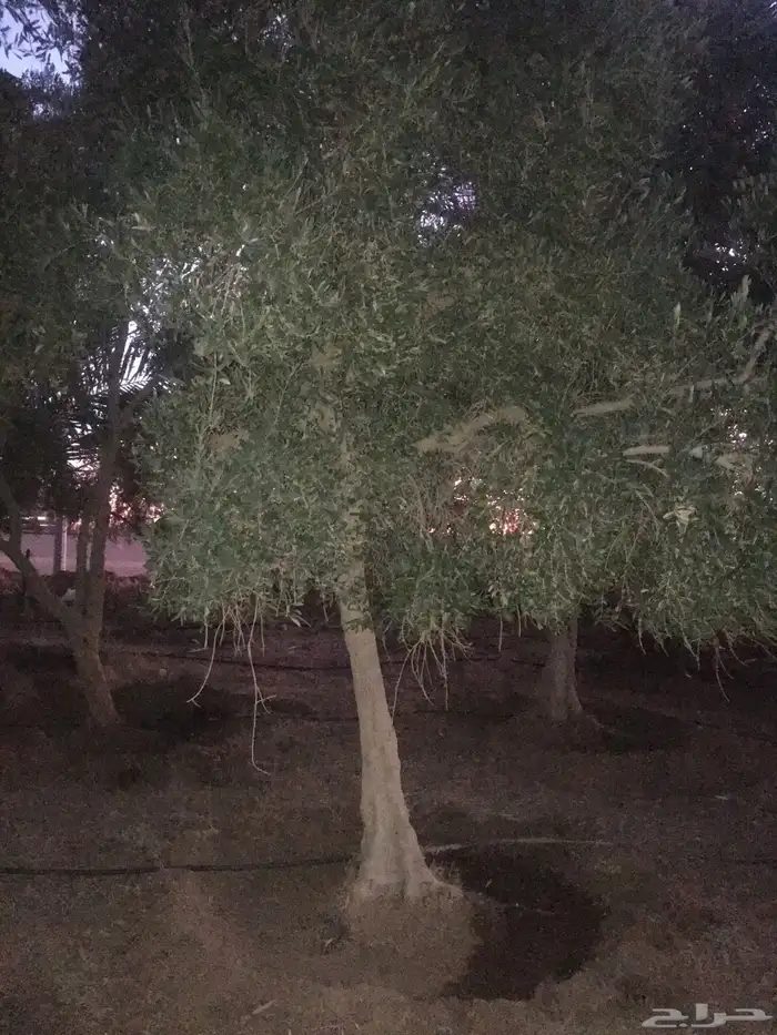 نخيل واشجار مثمره 66