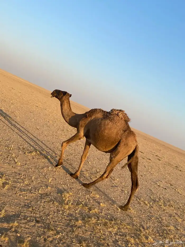 ناقة صفراء لبيع 8